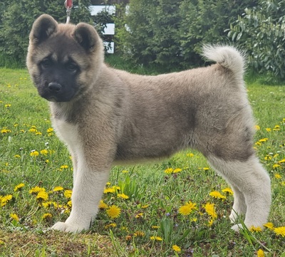 AKITA INU Welpen - Hündin