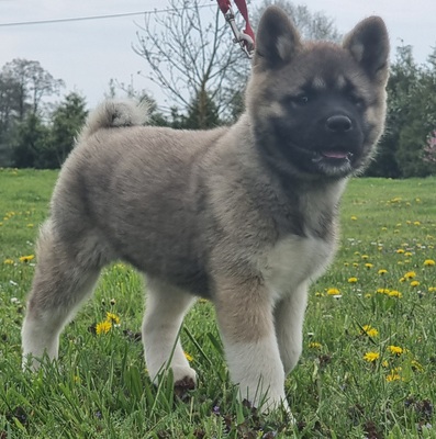 AKITA INU Welpen - Hündin