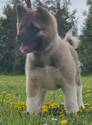 AKITA INU Welpen - Hündin