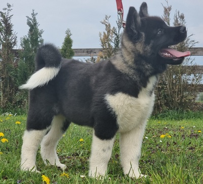 AKITA INU Welpen - Hündin