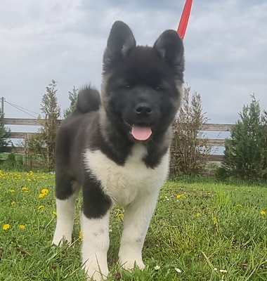 AKITA INU Welpen - Hündin