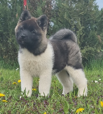 AKITA INU Welpen - Hündin