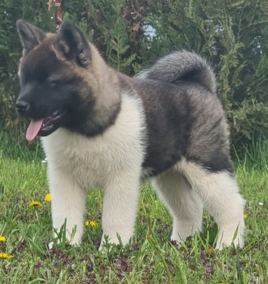 AKITA INU Welpen - Hündin