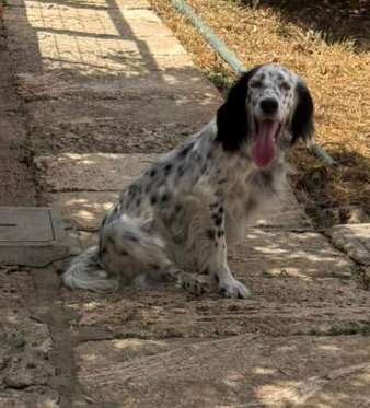 ALBA, English Setter - Hündin