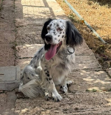 ALBA, English Setter - Hündin