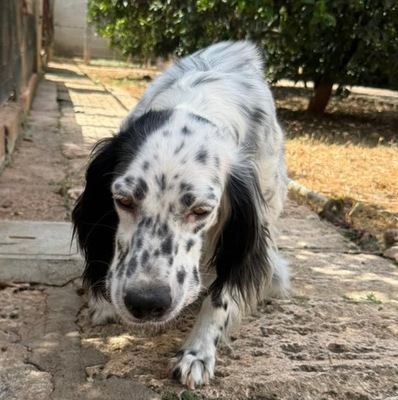 ALBA, English Setter - Hündin