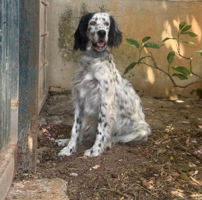 ALBA, English Setter - Hündin