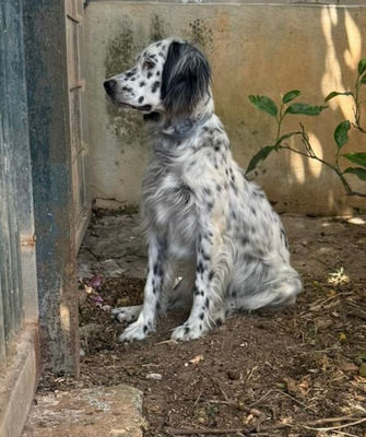 ALBA, English Setter - Hündin