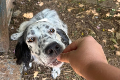 ALBA, English Setter - Hündin