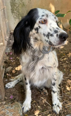 ALBA, English Setter - Hündin
