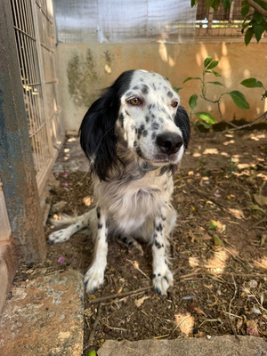 ALBA, English Setter - Hündin