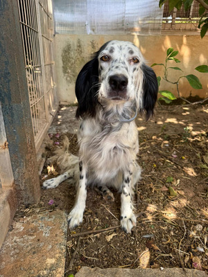 ALBA, English Setter - Hündin