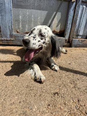 ALBA, English Setter - Hündin