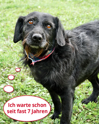 ALDO - R E S E R V I E R T !!!!! sanft, gutmütig, verschmust, anhänglich, neugierig, zunächst ängstlich und vorsichtig, Mischling (Video auf HP) - Rüde