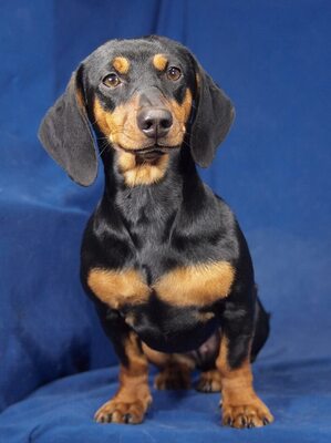 ALETTA - R E S E R V I E R T !!!!! sehr lieb, offenes Wesen, temperamentvoll, fröhlich, verschmust, manchmal etwas dickköpfig, Dackel - Hündin