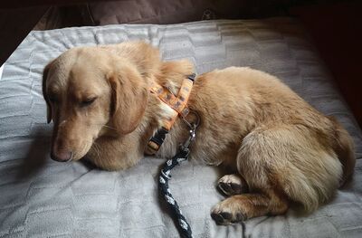 ALEX 9 Anton, Dackelmix - Rüde