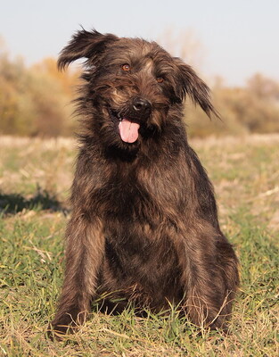 ALEX - menschenorientiert und sehr freundlich, fröhlich, verschmust, gelehrig, lebhaft
