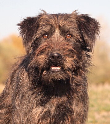 ALEX - menschenorientiert und sehr freundlich, fröhlich, verschmust, gelehrig, lebhaft, Mischling - Rüde