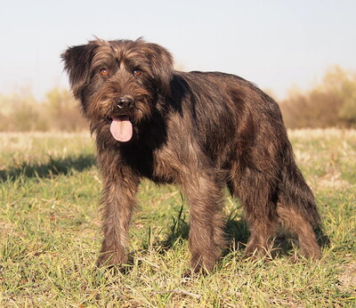 ALEX - menschenorientiert und sehr freundlich, fröhlich, verschmust, gelehrig, lebhaft, Mischling - Rüde