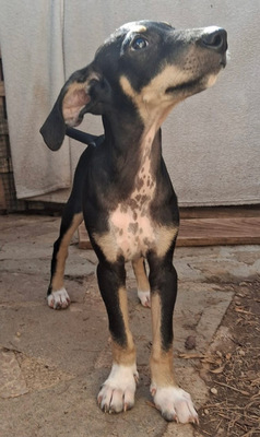 ALF, Boduguero-Mischling Welpen - Rüde