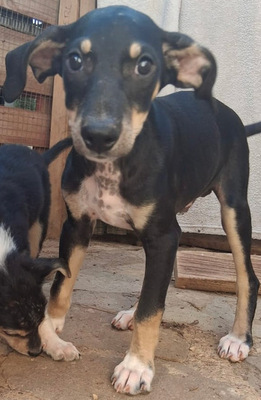 ALF, Boduguero-Mischling Welpen - Rüde