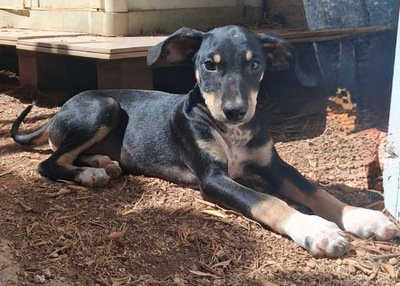ALF, Boduguero-Mischling Welpen - Rüde
