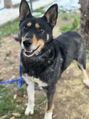 ALFA - unglaublich liebevolle Seele sucht!