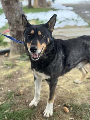 ALFA - unglaublich liebevolle Seele sucht!, Mischling - Rüde