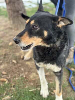 ALFA - unglaublich liebevolle Seele sucht!, Mischling - Rüde