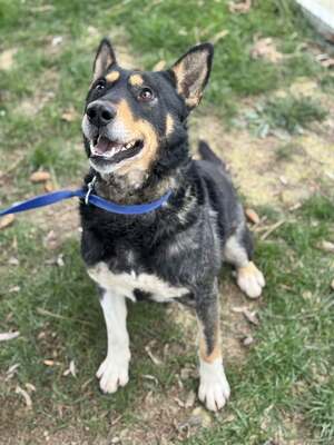 ALFA - unglaublich liebevolle Seele sucht!, Mischling - Rüde