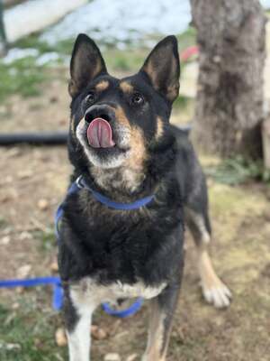 ALFA - unglaublich liebevolle Seele sucht!, Mischling - Rüde