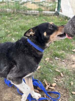 ALFA - unglaublich liebevolle Seele sucht!, Mischling - Rüde
