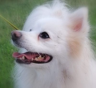 ALFONSO Alfi, Spitzmix - Rüde