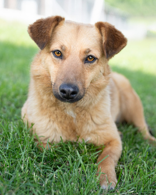 ALLEGRA - R E S E R V I E R T !!!!! menschenbezogen, freundlich, zutraulich, verspielt, aktiv, neugierig