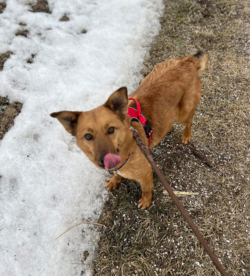 ALLEGRA - R E S E R V I E R T !!!!! menschenbezogen, freundlich, zutraulich, verspielt, aktiv, neugierig, Mischling (Video auf HP) - Betreuungsplatz OÖ - Hündin