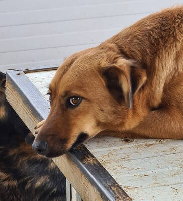 ALLEGRA - R E S E R V I E R T !!!!! menschenbezogen, freundlich, zutraulich, verspielt, aktiv, neugierig, Mischling (Video auf HP) - Betreuungsplatz OÖ - Hündin