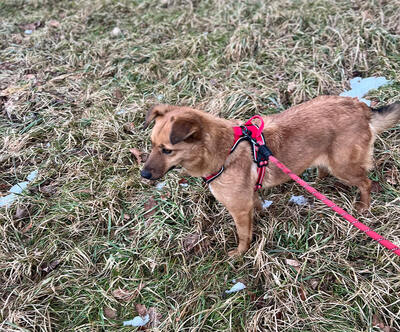 ALLEGRA - R E S E R V I E R T !!!!! menschenbezogen, freundlich, zutraulich, verspielt, aktiv, neugierig, Mischling (Video auf HP) - Betreuungsplatz OÖ - Hündin