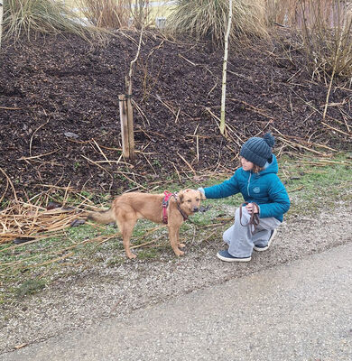 ALLEGRA - menschenbezogen, freundlich, zutraulich, verspielt, aktiv, neugierig, Mischling (Video auf HP) - Betreuungsplatz OÖ - Hündin