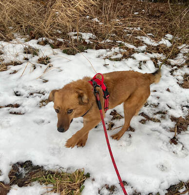 ALLEGRA - menschenbezogen, freundlich, zutraulich, verspielt, aktiv, neugierig, Mischling (Video auf HP) - Betreuungsplatz OÖ - Hündin