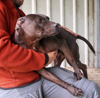 ALMA - liebt alle Menschen, überschwänglich freundlich, nicht zu anderen Hunden, American Staffordshire Terrier - Hündin