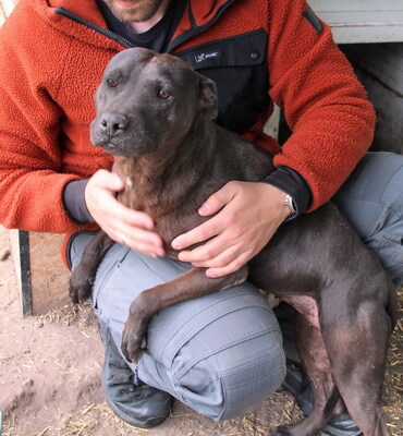 ALMA - liebt alle Menschen, überschwänglich freundlich, nicht zu anderen Hunden, American Staffordshire Terrier (Video auf HP) - Hündin