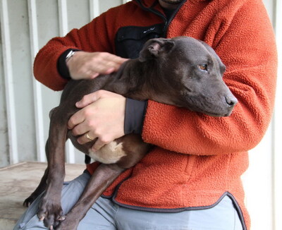 ALMA - liebt alle Menschen, überschwänglich freundlich, nicht zu anderen Hunden, American Staffordshire Terrier (Video auf HP) - Hündin