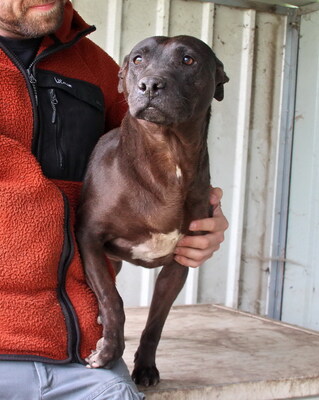 ALMA - liebt alle Menschen, überschwänglich freundlich, nicht zu anderen Hunden, American Staffordshire Terrier (Video auf HP) - Hündin