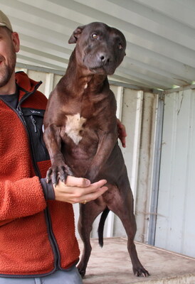 ALMA - liebt alle Menschen, überschwänglich freundlich, nicht zu anderen Hunden, American Staffordshire Terrier (Video auf HP) - Hündin