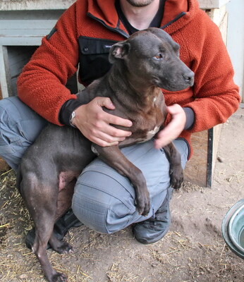ALMA - liebt alle Menschen, überschwänglich freundlich, nicht zu anderen Hunden, American Staffordshire Terrier (Video auf HP) - Hündin