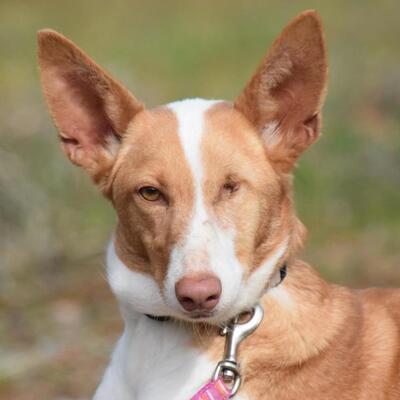 ALMATEA - Ubeda - Notfall „einäugig“, Podenco - kastriert - Hündin