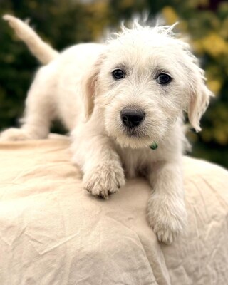 ALTA - süße Knutschbacke sucht Dich !, Malteser-Mischling Welpen - Hündin