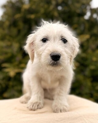 ALTA - süße Knutschbacke sucht Dich !, Malteser-Mischling Welpen - Hündin