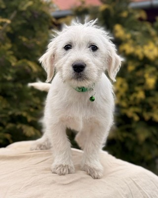 ALTA - süße Knutschbacke sucht Dich !, Malteser-Mischling Welpen - Hündin