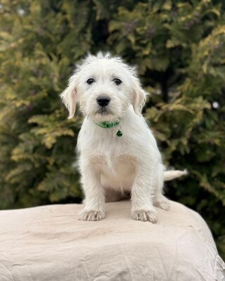 ALTA - süße Knutschbacke sucht Dich !, Mischling Welpen - Hündin